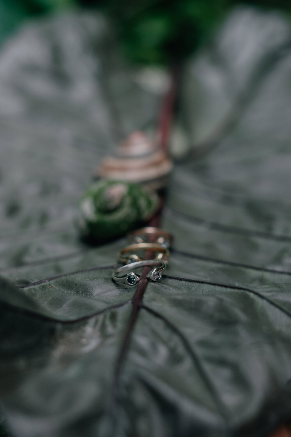 Snake face to face - Obrázek 5